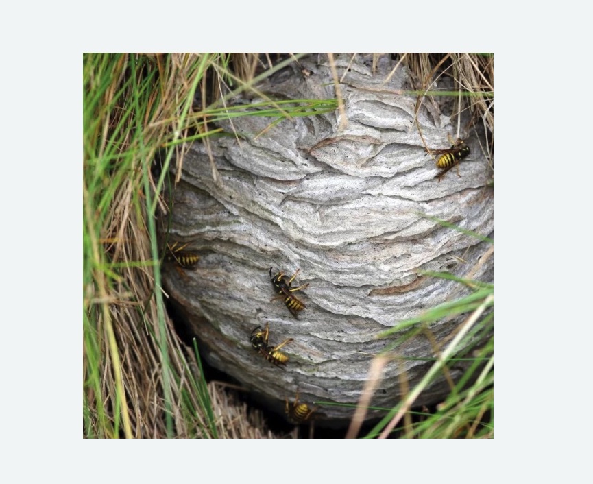 Уничтожение ос и ульев в Лебедяни